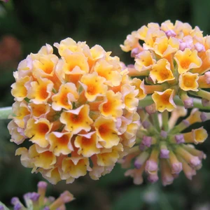 Picture Credit - Wikipedia / By Ptelea - Own work, CC BY-SA 3.0
